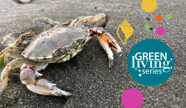 Crab on beach with Green Living Series logo