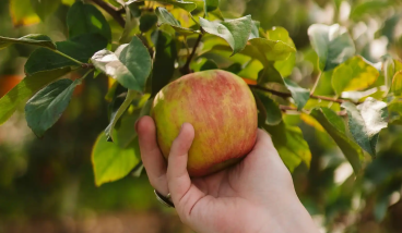 Growing and grafting fruit trees