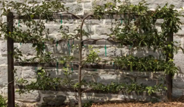 My Smart Garden - How to Espalier Fruit Trees with Scott Hitchins